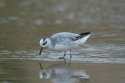 Grey Phalarope