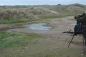 Grey Phalarope Twitch