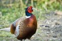 Pheasant