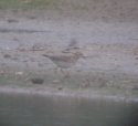 Pectoral Sandpiper
