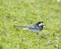 Pied Wagtail