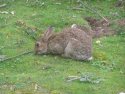 Rabbit