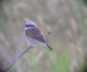 Red Backed Shrike