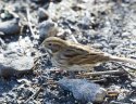 Reed Bunting