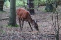 Red Deer