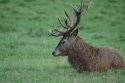 Red Deer