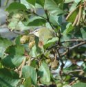 Red Eyed Vireo