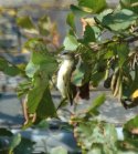 Red Eyed Vireo