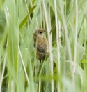 Reed Warbler