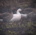 Ross's Goose