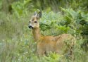 Roe Deer