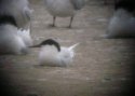 Roseate Tern