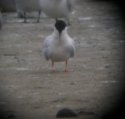 Roseate Tern