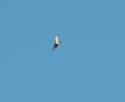 Red Tailed Hawk