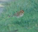 Rustic Bunting