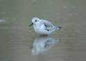 Sanderling