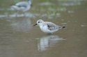 Sanderling
