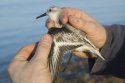 Sanderling