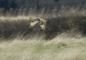 Short Eared Owl