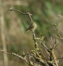Serin