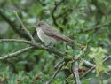 Spotted Flycatcher