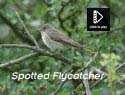 Spotted Flycatcher