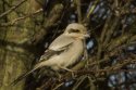 Steppe Grey Shrike