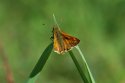 Large Skipper
