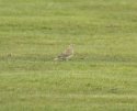 Skylark
