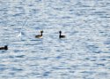 Slavonian Grebe