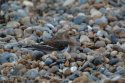 Snow Bunting
