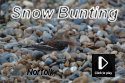 Snow Bunting