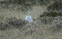 Snowy owl
