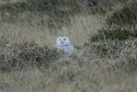 Snowy Owl