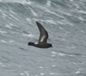 Storm Petrel