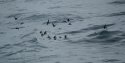 Storm Petrel