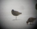 Spotted Redshank