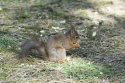 Red Squirrel