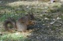 Red Squirrel