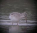 Spotted Redshank