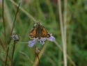 Silver Spotted Skipper