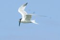 Sandwich Tern