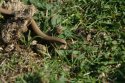 Slow worm