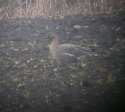 Tundra Bean Goose