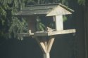 Tree Sparrow