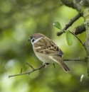 Tree Sparrow