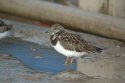 Turnstone