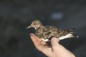 Turnstone