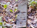 Field Vole
