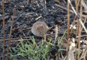 Bank Vole